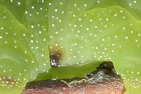 Smerinthus ocellata